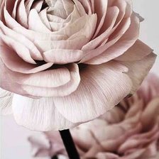 Схема вышивки «Лютик_2»