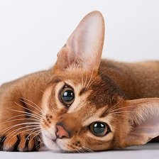 Схема вышивки «Абиссинская кошка»