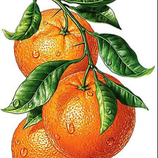 Схема вышивки «апельсины»