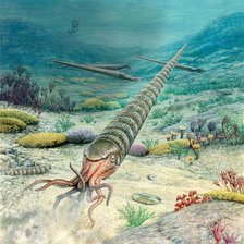 Наутилоидея Orthoceras