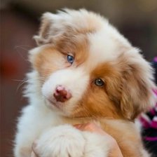 Схема вышивки «Дружок»