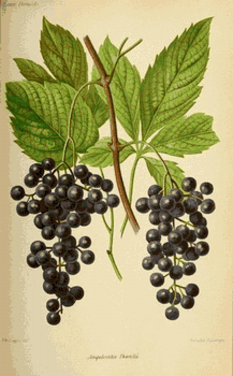 №2806550 - предпросмотр