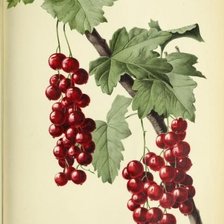 Схема вышивки «№2806555»