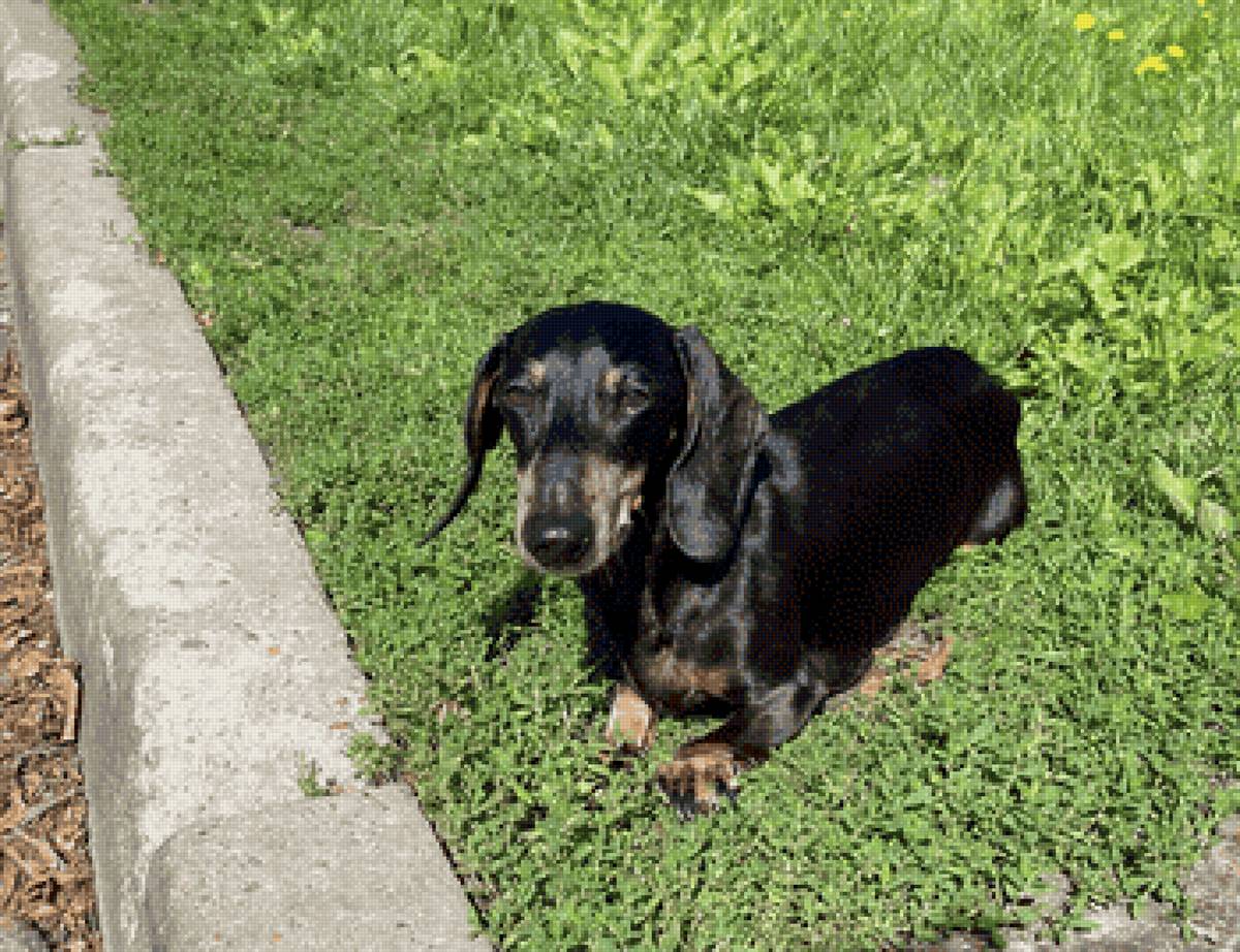 Мой Патик - такса, собака - предпросмотр