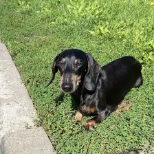 Схема вышивки «Мой Патик»