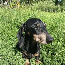 Схема вышивки «Мой патик 2»