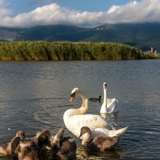 Схема вышивки «Семья лебедей на Суджукской косе (мое фото)»