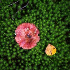 Схема вышивки «Осенний натюрморт с листом, хвощем и сыроежкой»