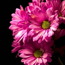 Схема вышивки «Прекрасные цветы»