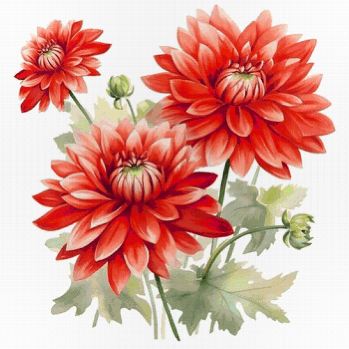 Георгины - предпросмотр