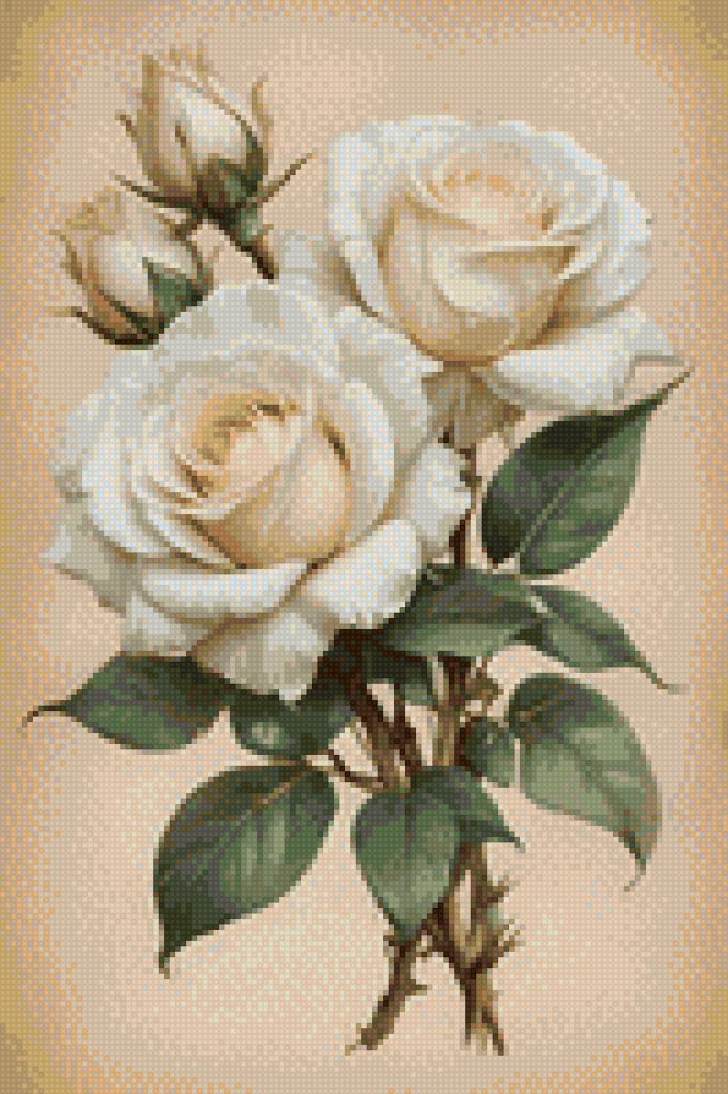 Blacas - puras - предпросмотр