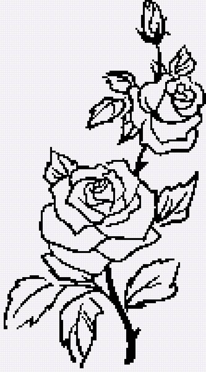 роза - роза на ветке, бутон, роза - предпросмотр