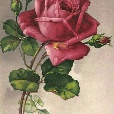 Схема вышивки «Rosa roja»