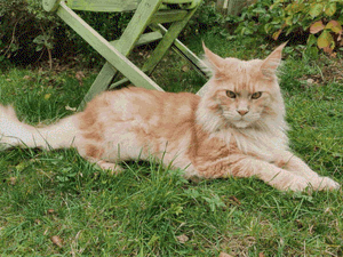 Кот в траве - мейн-кун, кот - предпросмотр