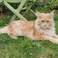 Схема вышивки «Кот в траве»