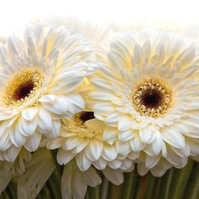 Схема вышивки «герберы»