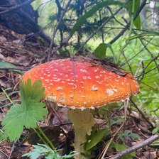 Схема вышивки «Мухомор»