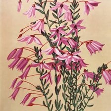 Схема вышивки «Вереск рисунок»