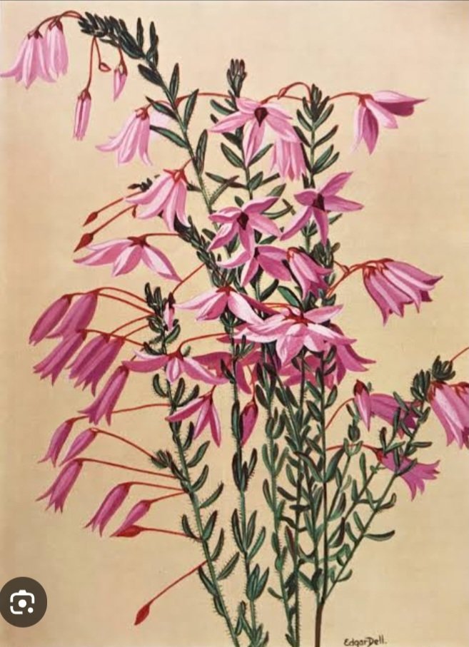 Вереск - вереск рисунок - оригинал