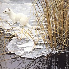 Схема вышивки «Горностай»