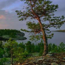 Схема вышивки «Сосна»