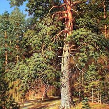 Схема вышивки «Сосна»