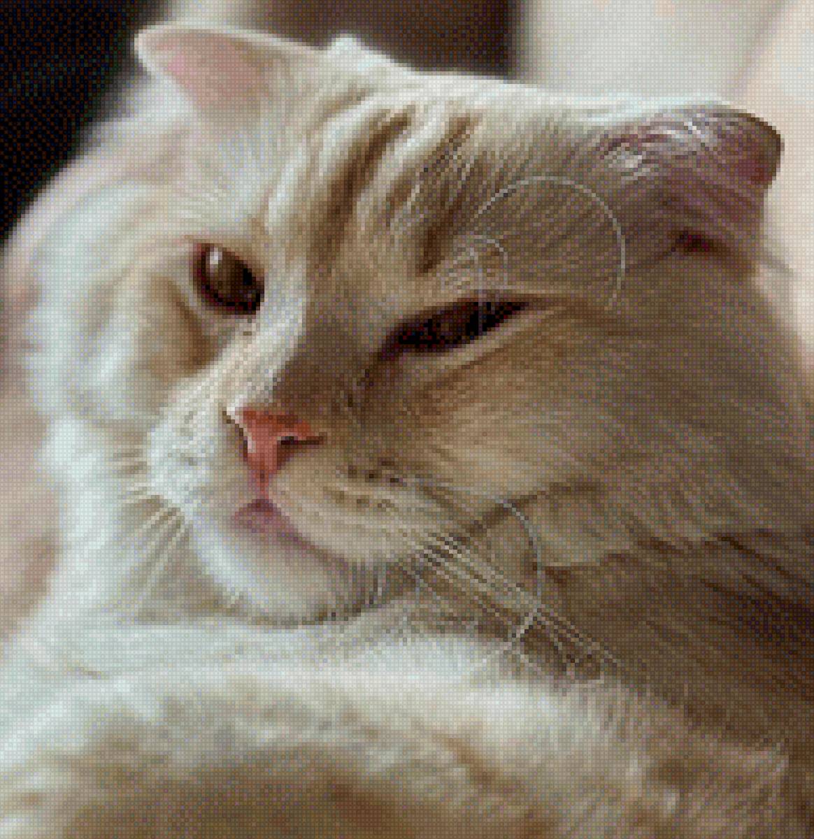 Буся - предпросмотр