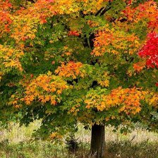 Схема вышивки «Осенний клён»