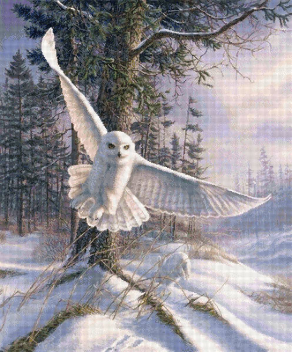 Джеймс Мегер. Полярная сова - сова, джеймс мегер, зима - предпросмотр