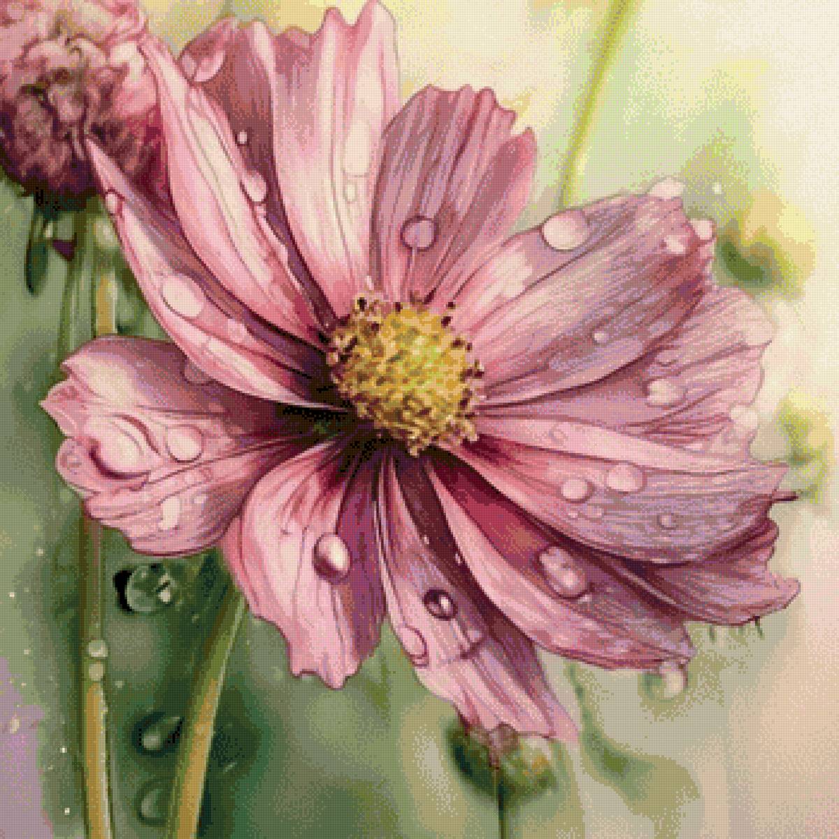 Космея - предпросмотр