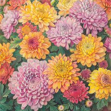 Схема вышивки «Подушка "Хризантемы"»
