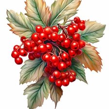 Схема вышивки «Калина»