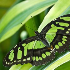 Схема вышивки «№2816712»