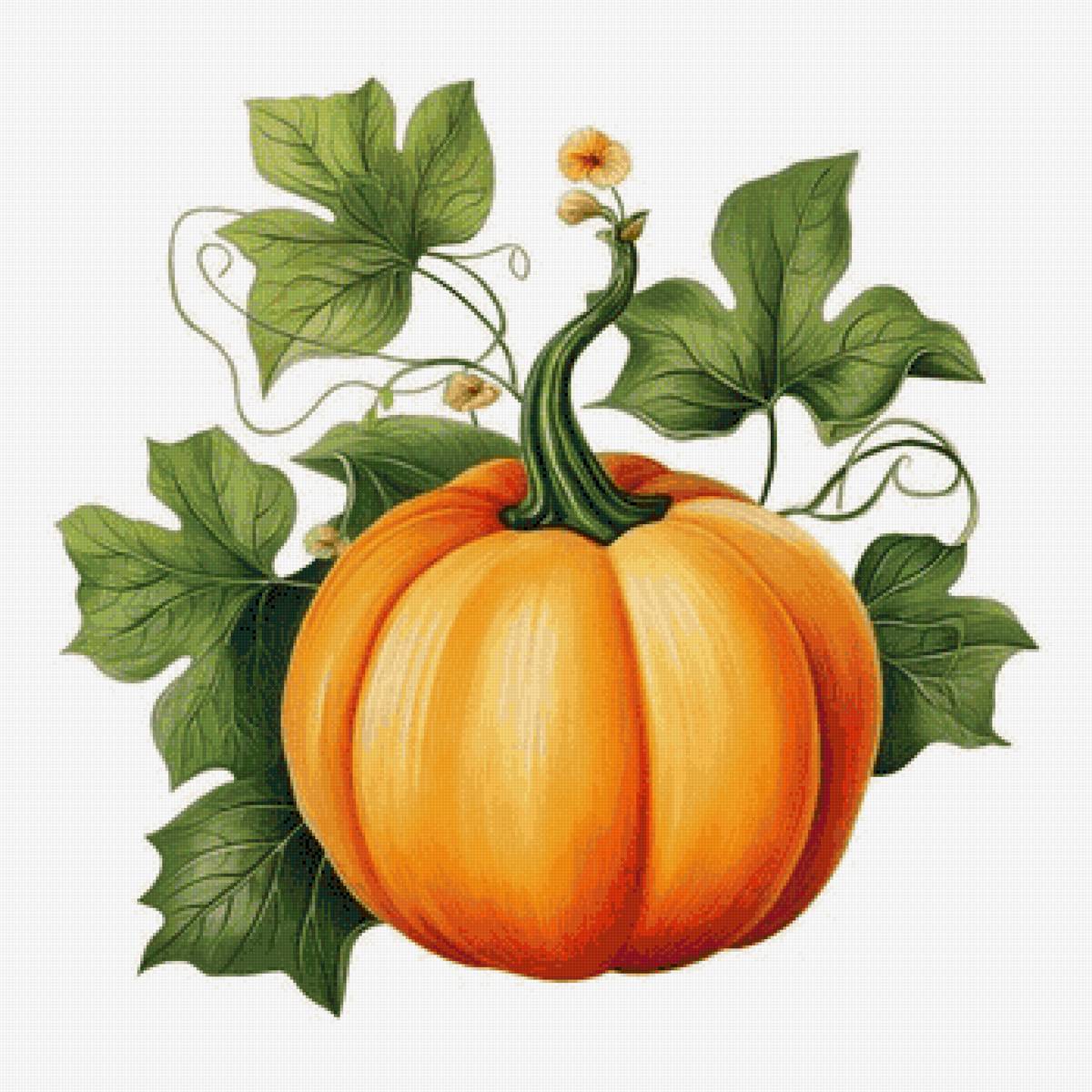 тыква - предпросмотр