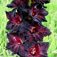 Схема вышивки «Гладиолус черный»