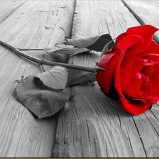 Схема вышивки «Роза ч/б»