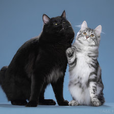 Схема вышивки «Курильские бобтейлы»