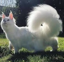 Схема вышивки «кот манчкин»