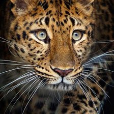 Схема вышивки «дикие»