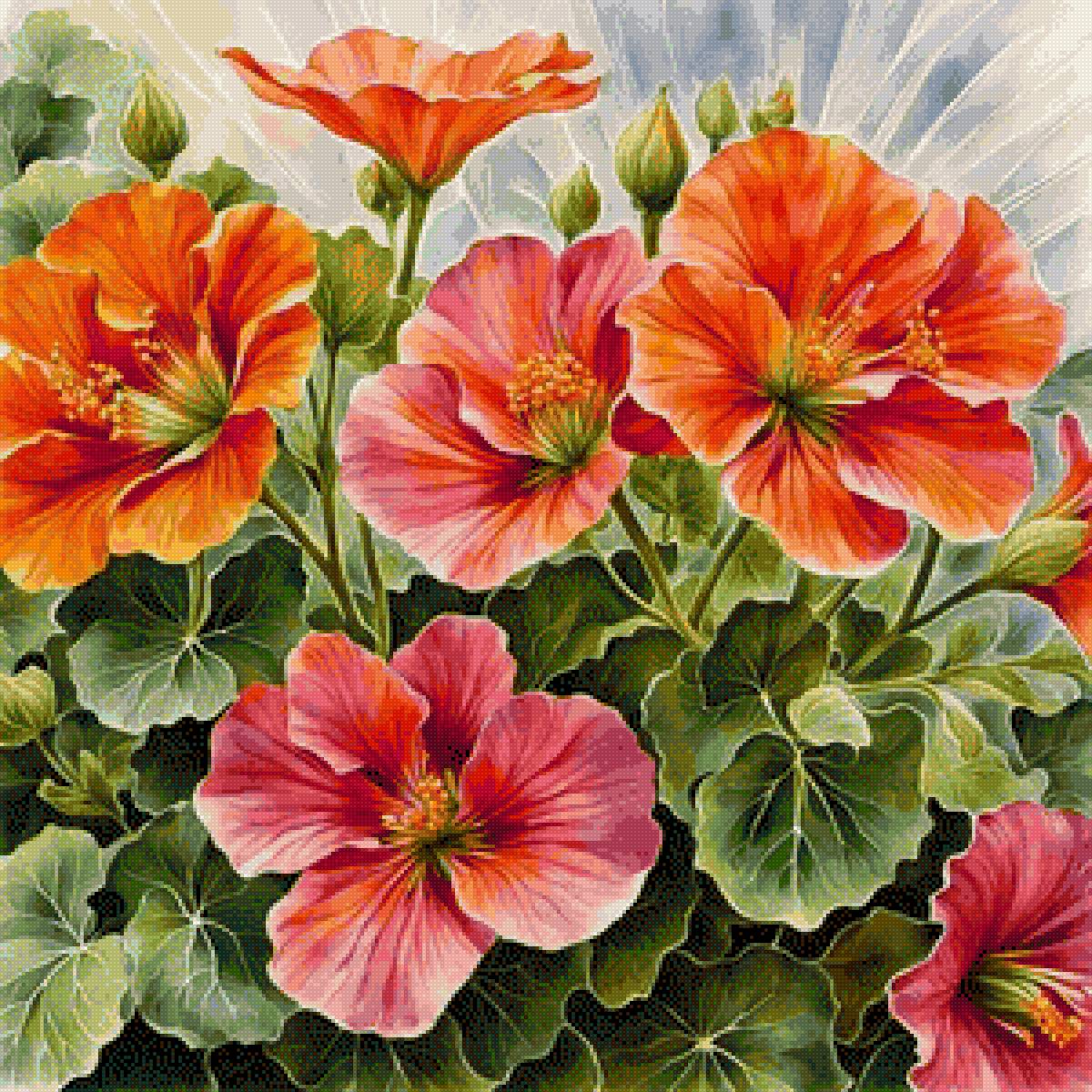 Настурция - цветы, настурция - предпросмотр