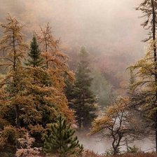 Схема вышивки «Тайга туманная»