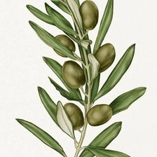 Схема вышивки «Олива»