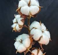 ветка хлопка