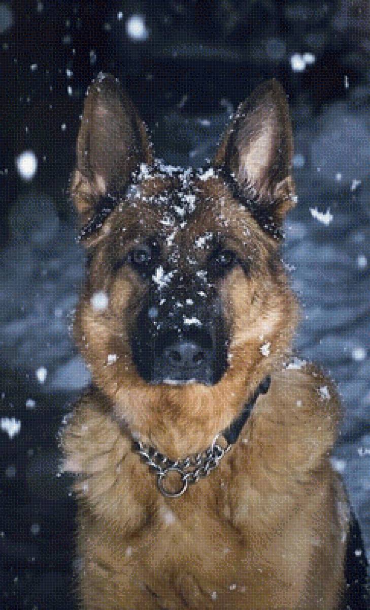 овчарка - собака - предпросмотр