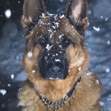 Схема вышивки «овчарка»