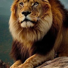 Схема вышивки «Лев»