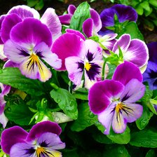 Схема вышивки «Виолы на подушку»