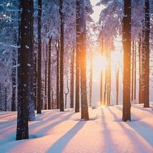 Утро в зимнем лесу