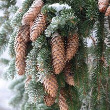 Схема вышивки «Шишки еловые»