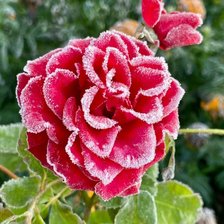 Схема вышивки «Роза в инее»